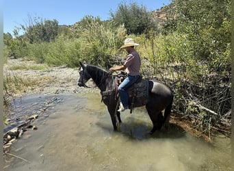 Quarter horse américain, Hongre, 6 Ans, 157 cm, Gris pommelé