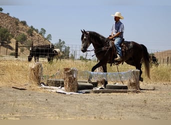 Quarter horse américain, Hongre, 6 Ans, 157 cm, Gris pommelé