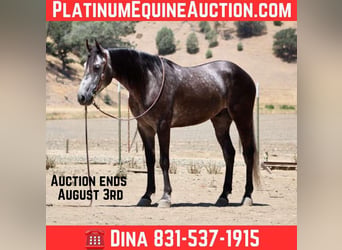Quarter horse américain, Hongre, 6 Ans, 157 cm, Gris pommelé