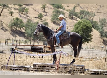 Quarter horse américain, Hongre, 6 Ans, 157 cm, Gris pommelé