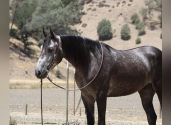 Quarter horse américain, Hongre, 6 Ans, 157 cm, Gris pommelé