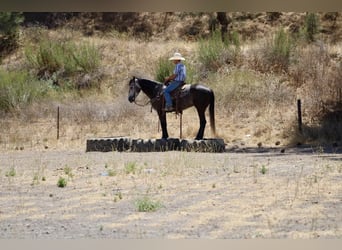 Quarter horse américain, Hongre, 6 Ans, 157 cm, Gris pommelé