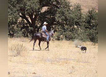 Quarter horse américain, Hongre, 6 Ans, 157 cm, Gris pommelé
