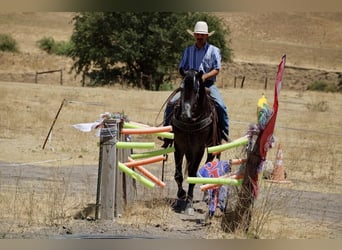 Quarter horse américain, Hongre, 6 Ans, 157 cm, Gris pommelé