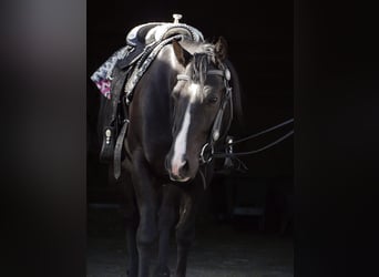 Quarter horse américain, Hongre, 6 Ans, 157 cm, Noir