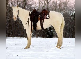 Quarter horse américain, Hongre, 6 Ans, 157 cm, Perlino
