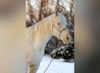 Quarter horse américain, Hongre, 6 Ans, 157 cm, Perlino