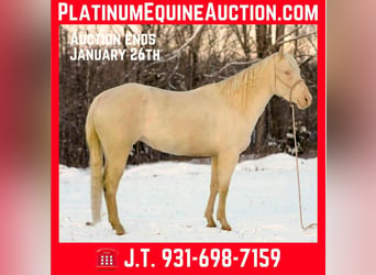 Quarter horse américain, Hongre, 6 Ans, 157 cm, Perlino