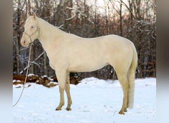 Quarter horse américain, Hongre, 6 Ans, 157 cm, Perlino