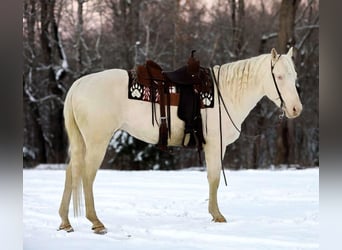 Quarter horse américain, Hongre, 6 Ans, 157 cm, Perlino