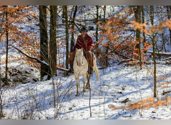 Quarter horse américain, Hongre, 6 Ans, 157 cm, Perlino