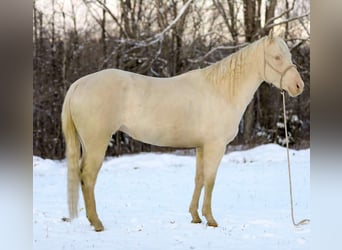 Quarter horse américain, Hongre, 6 Ans, 157 cm, Perlino