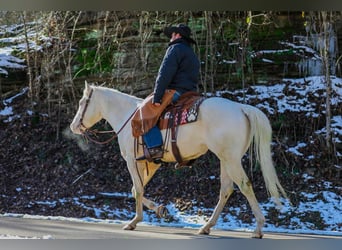 Quarter horse américain, Hongre, 6 Ans, 157 cm, Perlino