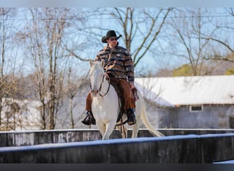 Quarter horse américain, Hongre, 6 Ans, 157 cm, Perlino