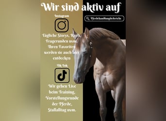 Quarter horse américain, Hongre, 6 Ans, 157 cm, Perlino