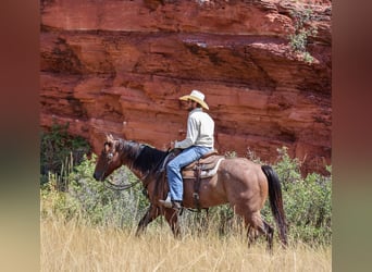 Quarter horse américain, Hongre, 6 Ans, 157 cm, Roan-Bay