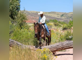 Quarter horse américain, Hongre, 6 Ans, 157 cm, Roan-Bay