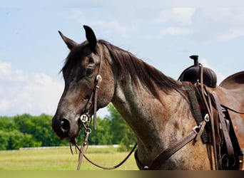 Quarter horse américain, Hongre, 6 Ans, 157 cm, Rouan Bleu