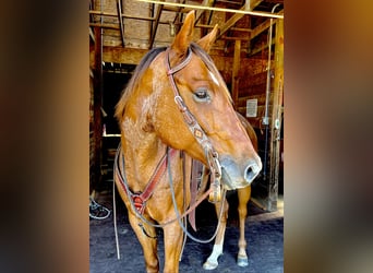 Quarter horse américain, Hongre, 6 Ans, 157 cm, Rouan Rouge