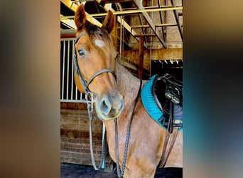 Quarter horse américain, Hongre, 6 Ans, 157 cm, Rouan Rouge