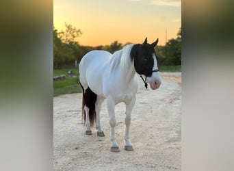 Quarter horse américain, Hongre, 6 Ans, 157 cm, Tobiano-toutes couleurs