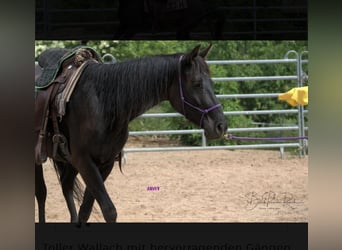 Quarter horse américain, Hongre, 6 Ans, 158 cm, Noir