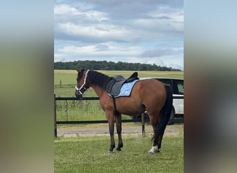 Quarter horse américain Croisé, Hongre, 6 Ans, 160 cm, Bai
