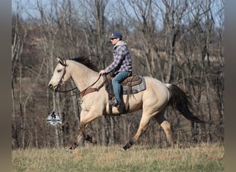 Quarter horse américain, Hongre, 6 Ans, 160 cm, Buckskin