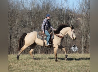 Quarter horse américain, Hongre, 6 Ans, 160 cm, Buckskin