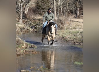 Quarter horse américain, Hongre, 6 Ans, 160 cm, Buckskin