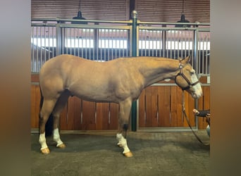 Quarter horse américain, Hongre, 6 Ans, 160 cm, Isabelle