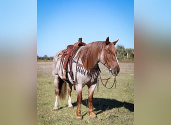 Quarter horse américain Croisé, Hongre, 6 Ans, 160 cm, Rouan Rouge