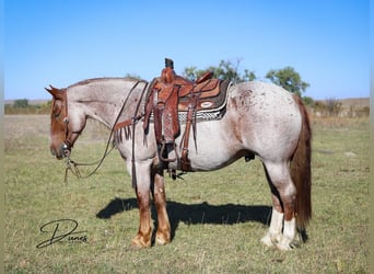 Quarter horse américain Croisé, Hongre, 6 Ans, 160 cm, Rouan Rouge