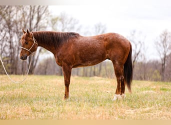 Quarter horse américain, Hongre, 6 Ans, 160 cm, Rouan Rouge