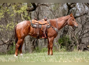Quarter horse américain, Hongre, 6 Ans, 160 cm, Rouan Rouge
