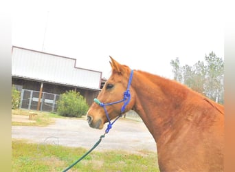 Quarter horse américain, Hongre, 6 Ans, 163 cm, Alezan dun