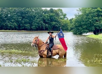 Quarter horse américain, Hongre, 6 Ans, 163 cm, Alezan dun