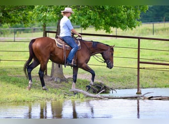 Quarter horse américain Croisé, Hongre, 6 Ans, 163 cm, Bai cerise