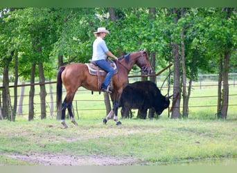 Quarter horse américain Croisé, Hongre, 6 Ans, 163 cm, Bai cerise