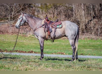 Quarter horse américain, Hongre, 6 Ans, 163 cm, Gris