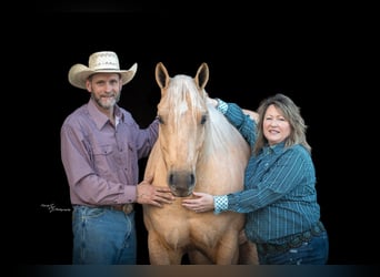 Quarter horse américain, Hongre, 6 Ans, 163 cm, Palomino