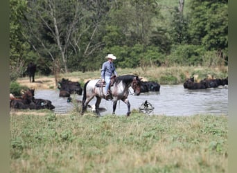 Quarter horse américain, Hongre, 6 Ans, 163 cm, Rouan Bleu
