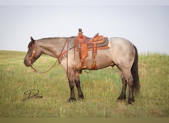Quarter horse américain Croisé, Hongre, 6 Ans, 163 cm, Rouan Bleu