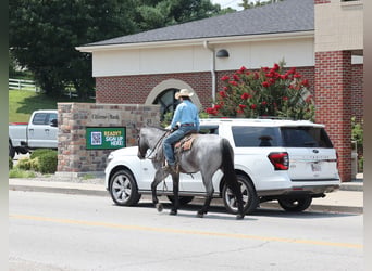 Quarter horse américain, Hongre, 6 Ans, 163 cm, Rouan Bleu