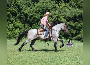 Quarter horse américain, Hongre, 6 Ans, 163 cm, Rouan Bleu