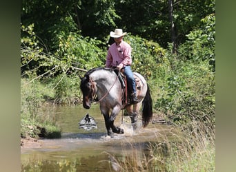 Quarter horse américain, Hongre, 6 Ans, 163 cm, Rouan Bleu