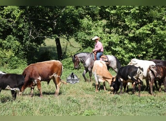 Quarter horse américain, Hongre, 6 Ans, 163 cm, Rouan Bleu