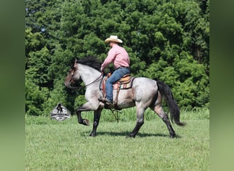 Quarter horse américain, Hongre, 6 Ans, 163 cm, Rouan Bleu