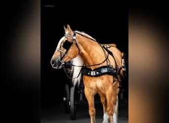 Quarter horse américain Croisé, Hongre, 6 Ans, 165 cm, Palomino