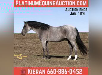 Quarter horse américain, Hongre, 6 Ans, 165 cm, Rouan Bleu